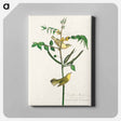 アートパネル-Children's Warbler from Birds of America
 - アメリカの鳥たち Canvas.