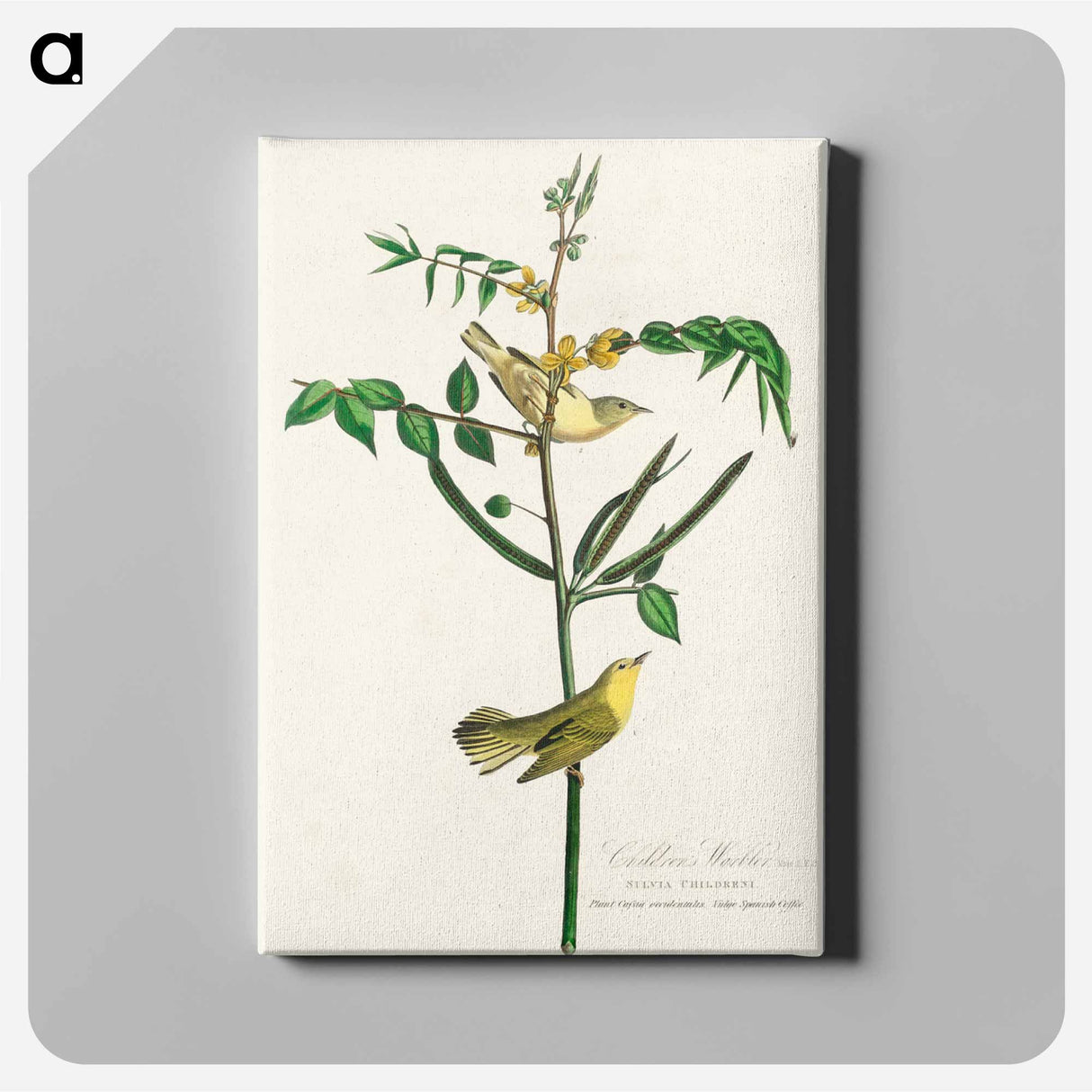 アートパネル-Children's Warbler from Birds of America
 - アメリカの鳥たち Canvas.