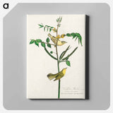 アートパネル-Children's Warbler from Birds of America
 - アメリカの鳥たち Canvas.