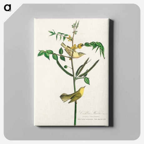 アートパネル-Children's Warbler from Birds of America
 - アメリカの鳥たち Canvas.