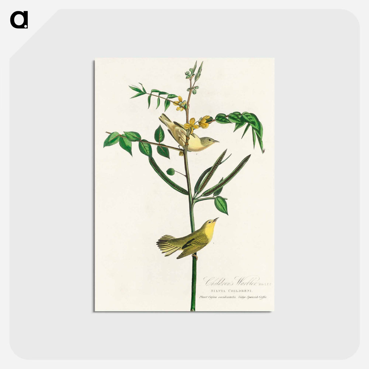 アートポストカード-Children's Warbler from Birds of America
 - アメリカの鳥たち Postcard.