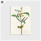 アートポストカード-Children's Warbler from Birds of America
 - アメリカの鳥たち Postcard.