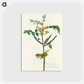 アートポストカード-Children's Warbler from Birds of America
 - アメリカの鳥たち Postcard.