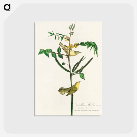 アートポストカード-Children's Warbler from Birds of America
 - アメリカの鳥たち Postcard.
