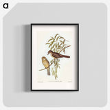 Brown Colluricincla
 - オーストラリアの鳥 Poster.