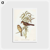 アートポストカード-Brown Colluricincla
 - オーストラリアの鳥 Postcard.