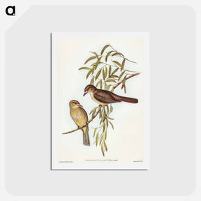 アートポストカード-Brown Colluricincla
 - オーストラリアの鳥 Postcard.