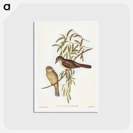 アートポストカード-Brown Colluricincla
 - オーストラリアの鳥 Postcard.