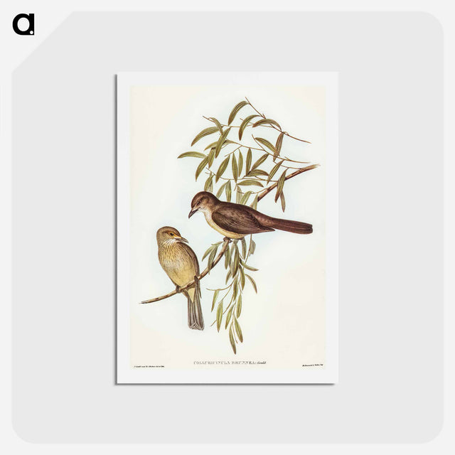 アートポストカード-Brown Colluricincla
 - オーストラリアの鳥 Postcard.