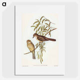 Brown Colluricincla
 - オーストラリアの鳥 Poster.