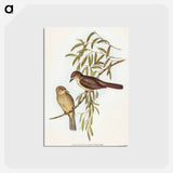 アートポストカード-Brown Colluricincla
 - オーストラリアの鳥 Postcard.