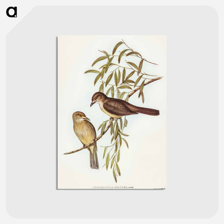 アートポストカード-Brown Colluricincla
 - オーストラリアの鳥 Postcard.