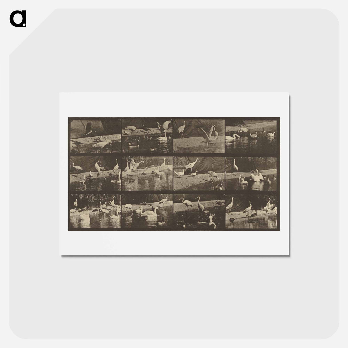 アートポストカード-Animal Locomotion
 - エドワード マイブリッジ Postcard.