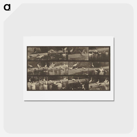 アートポストカード-Animal Locomotion
 - エドワード マイブリッジ Postcard.