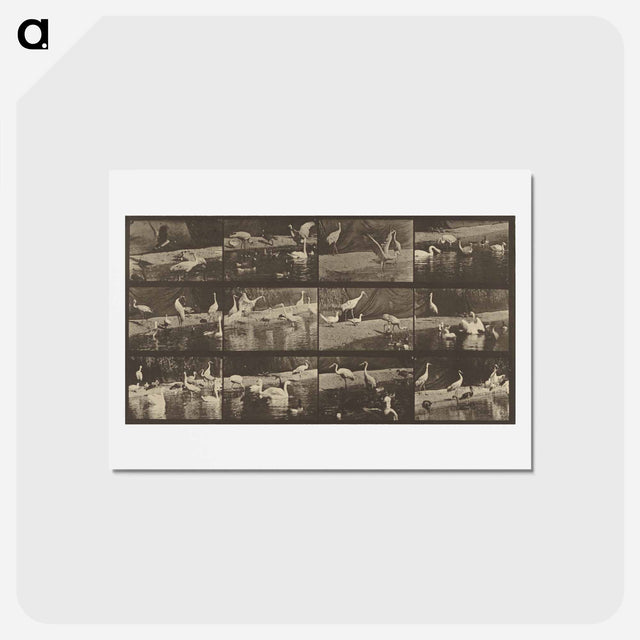 アートポストカード-Animal Locomotion
 - エドワード マイブリッジ Postcard.