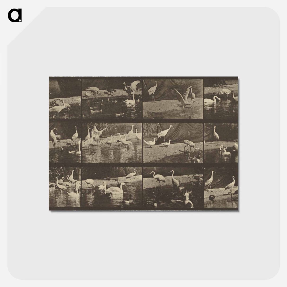 アートポストカード-Animal Locomotion
 - エドワード マイブリッジ Postcard.