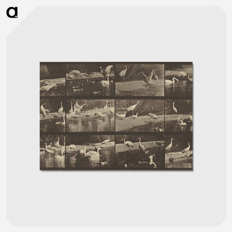 アートポストカード-Animal Locomotion
 - エドワード マイブリッジ Postcard.