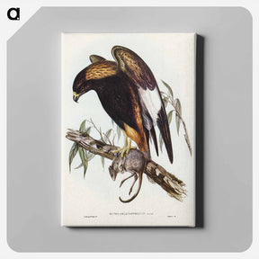 アートパネル-Black-Breasted Buzzard
 - ジョン グールド Canvas.