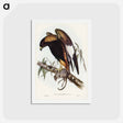アートポストカード-Black-Breasted Buzzard
 - ジョン グールド Postcard.