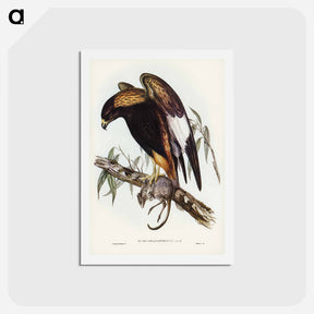アートポストカード-Black-Breasted Buzzard
 - ジョン グールド Postcard.