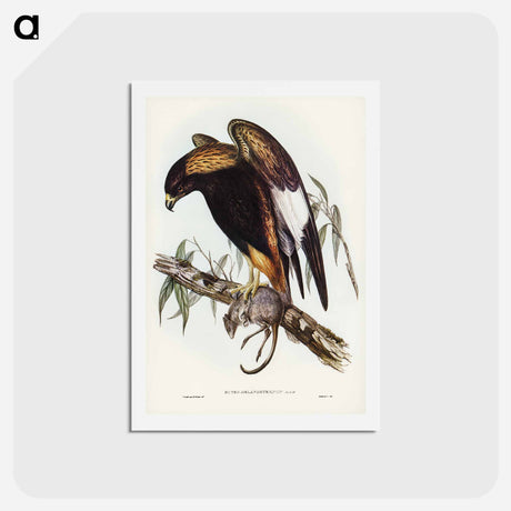 アートポストカード-Black-Breasted Buzzard
 - ジョン グールド Postcard.