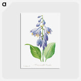 アートポストカード-Daylily - ピエール ジョゼフ ルドゥーテ Postcard.