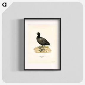 アートポスター-Eurasian Coot
 - スヴェンスカ フォグラル Poster.