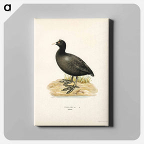アートパネル-Eurasian Coot
 - スヴェンスカ フォグラル Canvas.