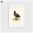 アートポストカード-Eurasian Coot
 - スヴェンスカ フォグラル Postcard.