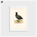 アートポストカード-Eurasian Coot
 - スヴェンスカ フォグラル Postcard.