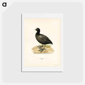 アートポストカード-Eurasian Coot
 - スヴェンスカ フォグラル Postcard.
