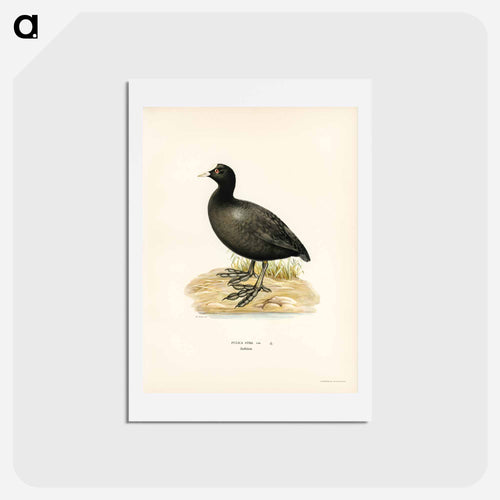 Eurasian Coot
 - スヴェンスカ フォグラル Postcard.
