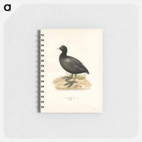 アートメモ帳-Eurasian Coot
 - スヴェンスカ フォグラル Memo.