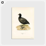 アートポストカード-Eurasian Coot
 - スヴェンスカ フォグラル Postcard.