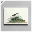 アートパネル-Prairie Titlark from Birds of America
 - アメリカの鳥たち Canvas.