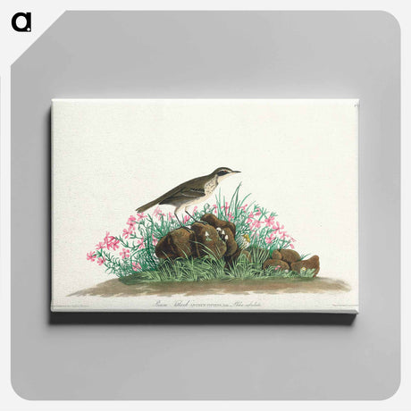 アートパネル-Prairie Titlark from Birds of America
 - アメリカの鳥たち Canvas.
