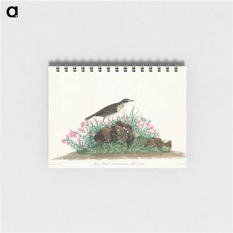 アートメモ帳-Prairie Titlark from Birds of America
 - アメリカの鳥たち Memo.