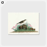 アートポストカード-Prairie Titlark from Birds of America
 - アメリカの鳥たち Postcard.