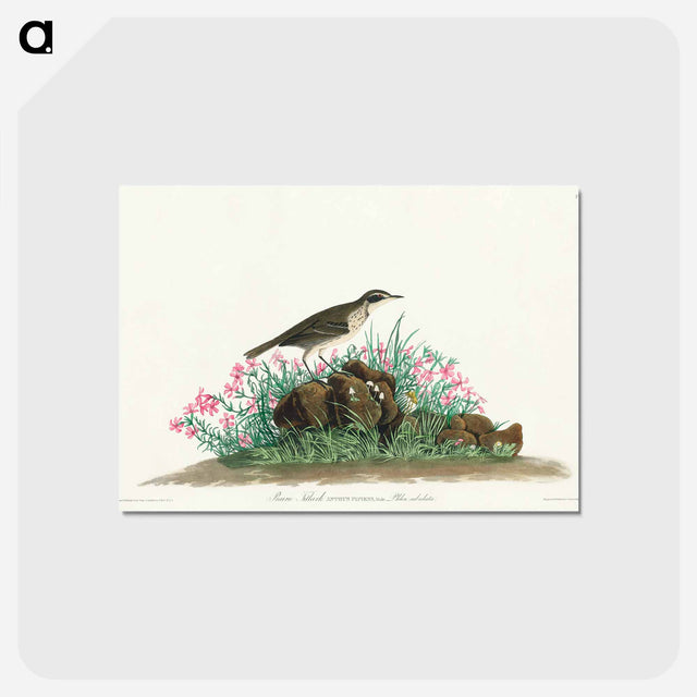 アートポストカード-Prairie Titlark from Birds of America
 - アメリカの鳥たち Postcard.