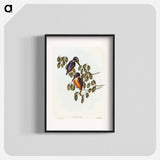 Azure Kingfisher
 - オーストラリアの鳥 Poster.