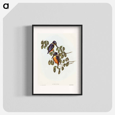 アートポスター-Azure Kingfisher
 - オーストラリアの鳥 Poster.