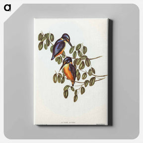 アートパネル-Azure Kingfisher
 - オーストラリアの鳥 Canvas.