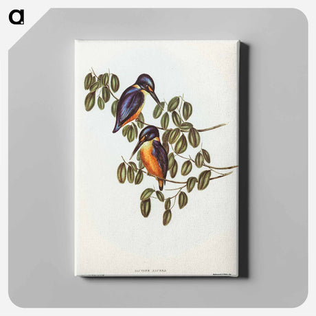 アートパネル-Azure Kingfisher
 - オーストラリアの鳥 Canvas.