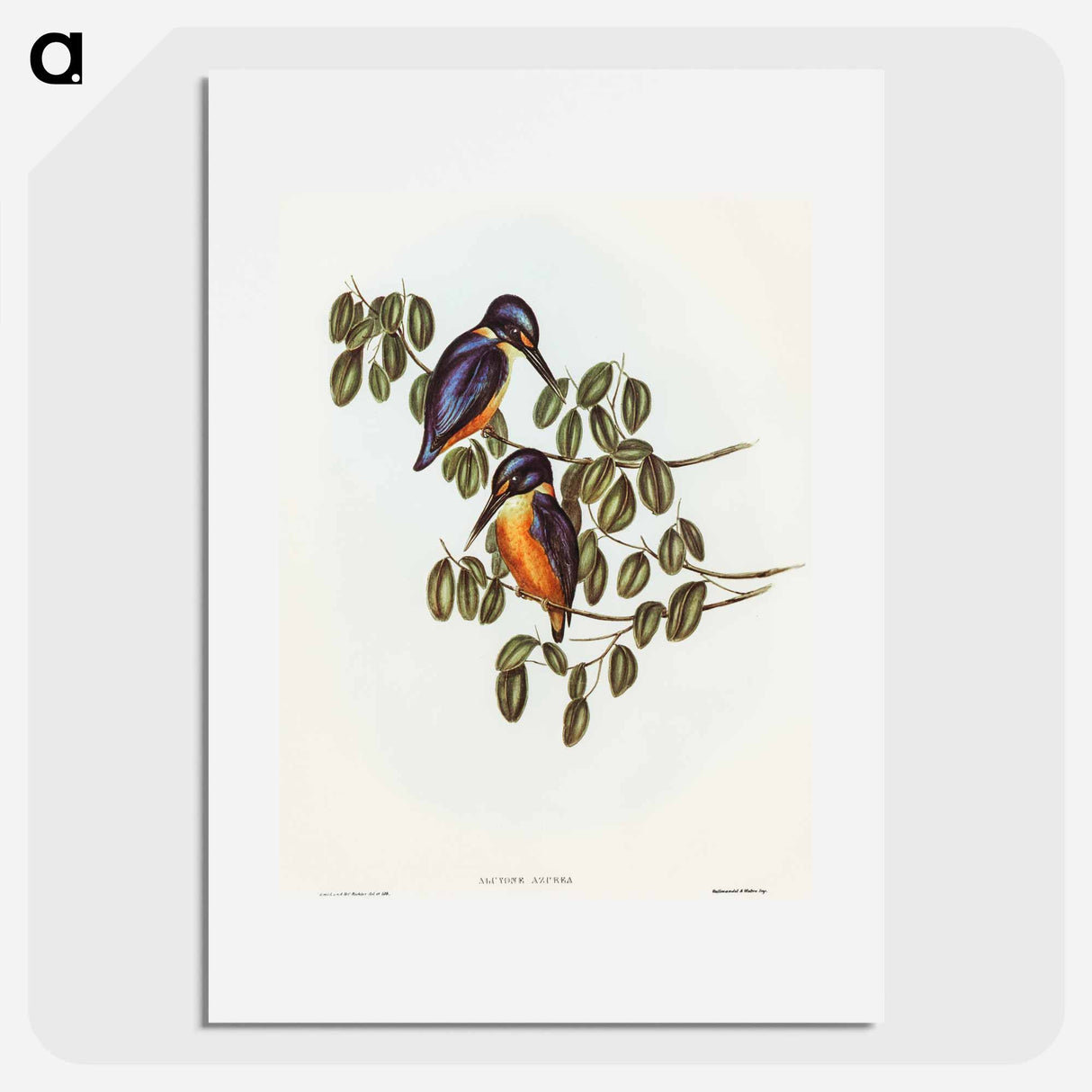 Azure Kingfisher
 - オーストラリアの鳥 Poster.