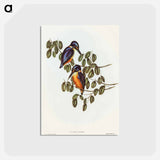 アートポストカード-Azure Kingfisher
 - オーストラリアの鳥 Postcard.