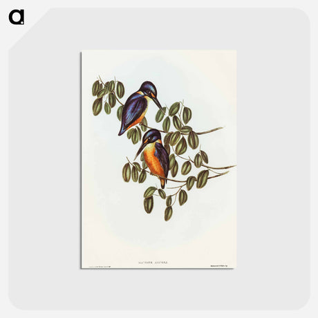 アートポストカード-Azure Kingfisher
 - オーストラリアの鳥 Postcard.
