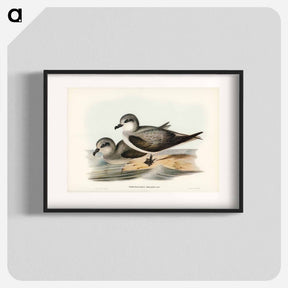 アートポスター-Soft-plumaged Petrel
 - ジョン グールド Poster.