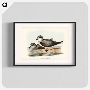 Soft-plumaged Petrel
 - ジョン グールド Poster.