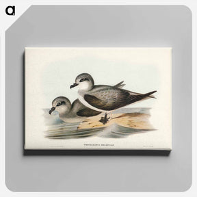 アートパネル-Soft-plumaged Petrel
 - ジョン グールド Canvas.