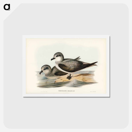 アートポストカード-Soft-plumaged Petrel
 - ジョン グールド Postcard.